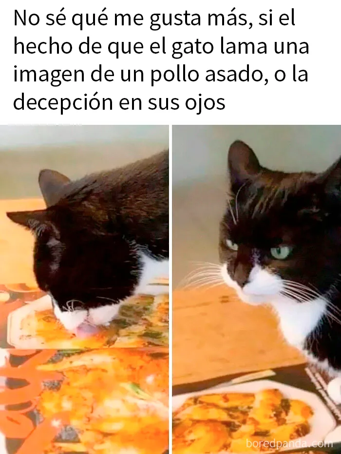20 Divertidos memes por si necesitas reírte hoy
