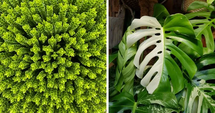 42 Plantas fascinantes que cuesta creer que existan (nuevas fotos)