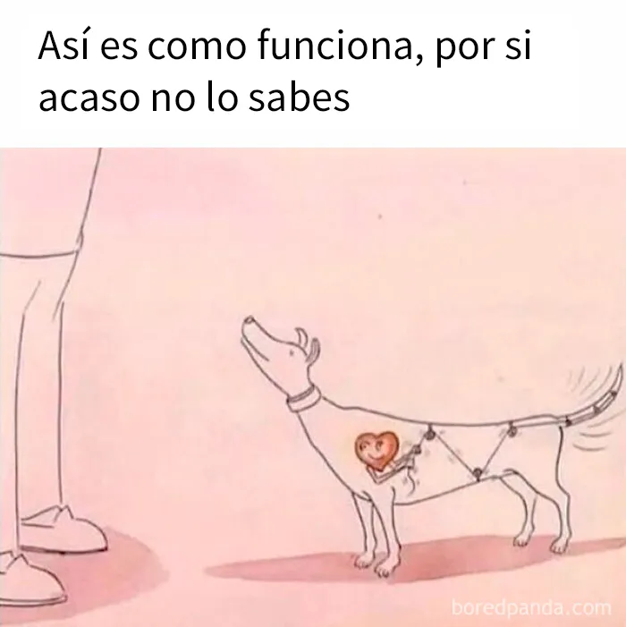 20 Adorables memes de animales para alegrarte el día