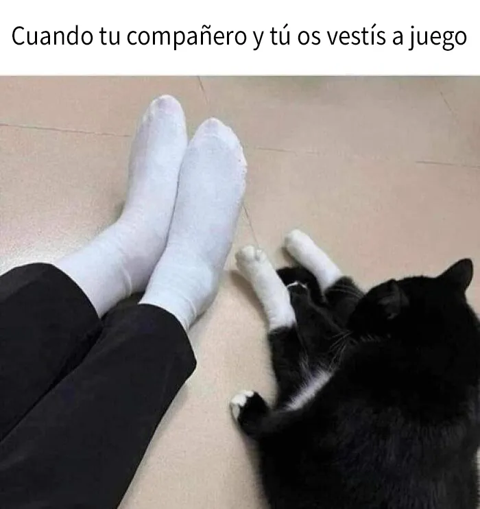 20 Adorables memes de animales para alegrarte el día