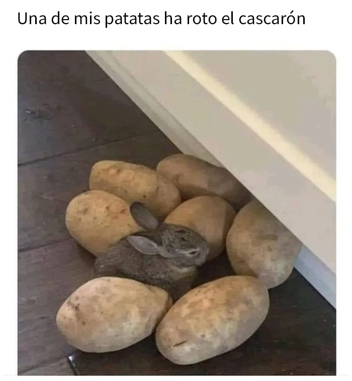 20 Adorables memes de animales para alegrarte el día