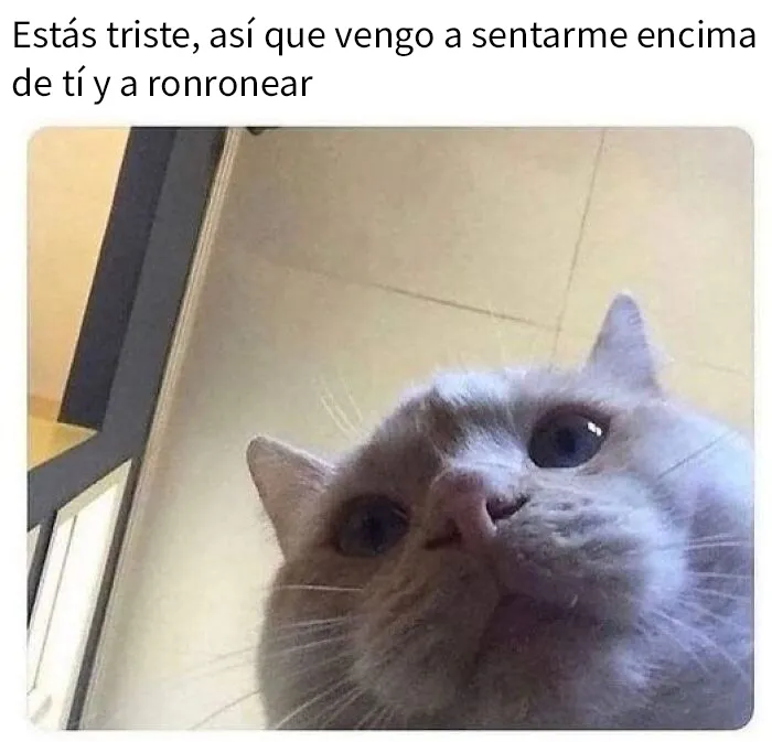 20 Adorables memes de animales para alegrarte el día