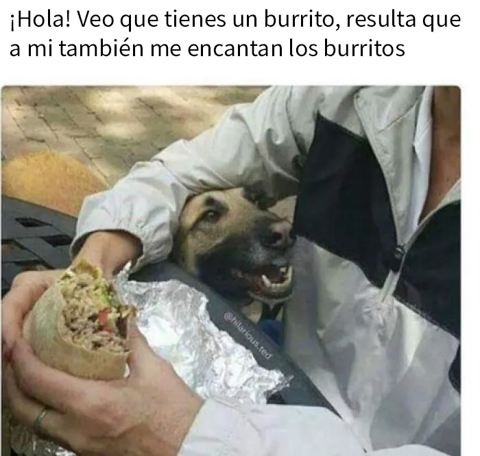 20 Adorables memes de animales para alegrarte el día