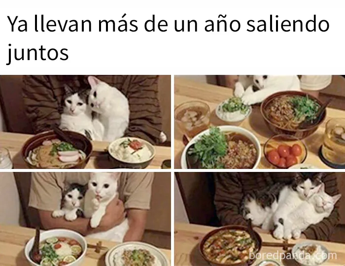 20 Adorables memes de animales para alegrarte el día