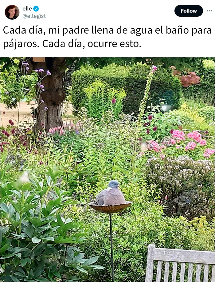 20 Adorables memes de animales para alegrarte el día