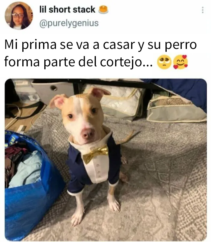 20 Adorables memes de animales para alegrarte el día