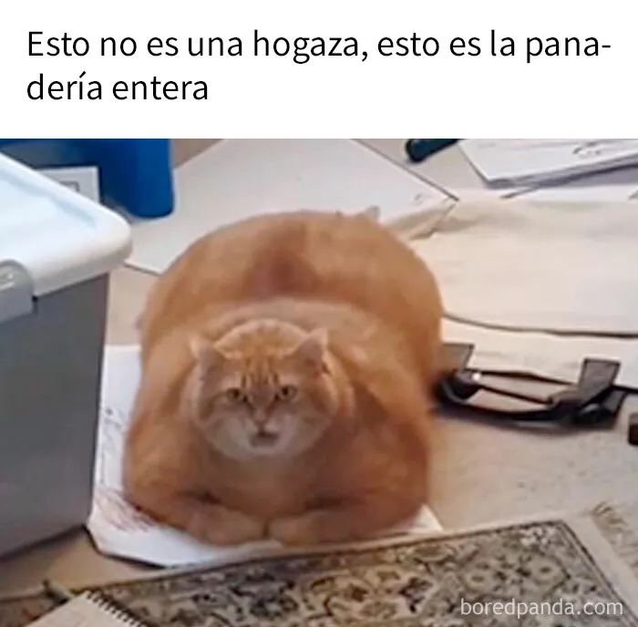 20 Adorables memes de animales para alegrarte el día
