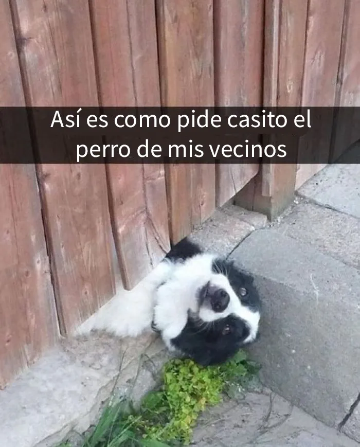 20 Adorables memes de animales para alegrarte el día