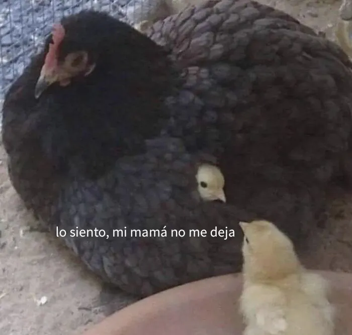 20 Adorables memes de animales para alegrarte el día