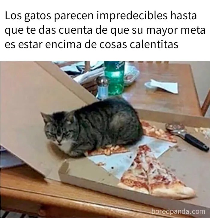 20 Adorables memes de animales para alegrarte el día