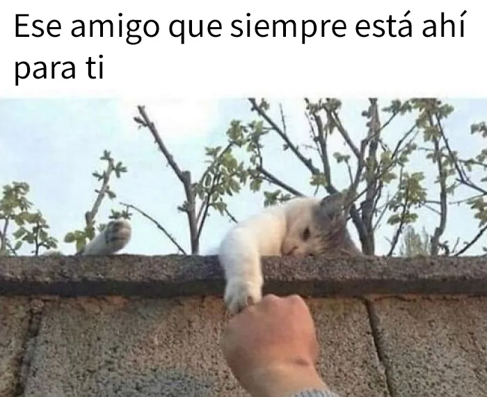 20 Adorables memes de animales para alegrarte el día