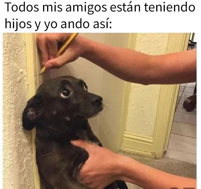 20 Adorables memes de animales para alegrarte el día