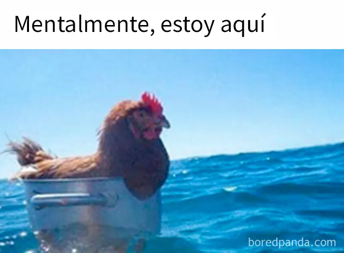 20 Adorables memes de animales para alegrarte el día
