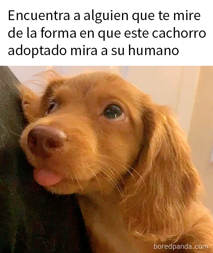 20 Fotos de animales que estaban destinadas a convertirse en memes