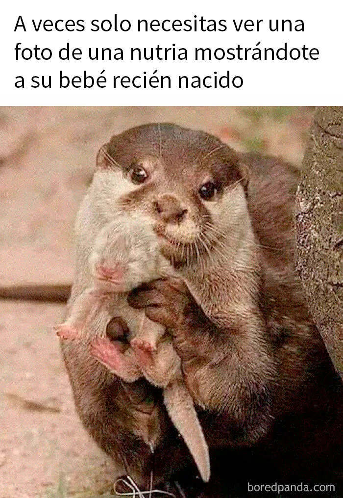 20 Fotos de animales que estaban destinadas a convertirse en memes