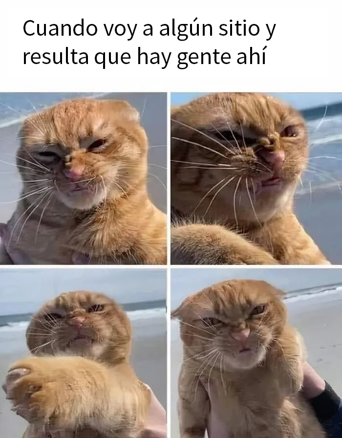 20 Fotos de animales que estaban destinadas a convertirse en memes