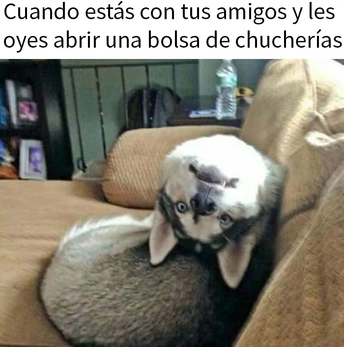 20 Fotos de animales que estaban destinadas a convertirse en memes