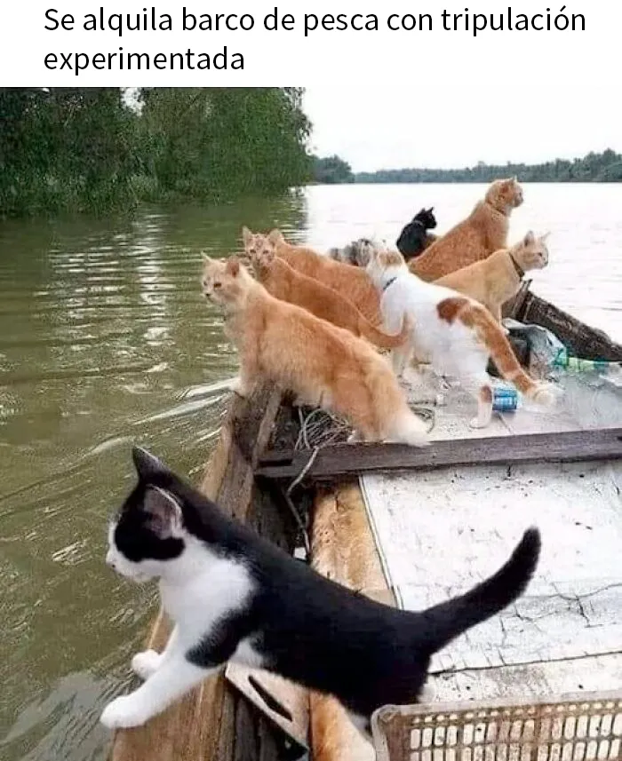 20 Fotos de animales que estaban destinadas a convertirse en memes