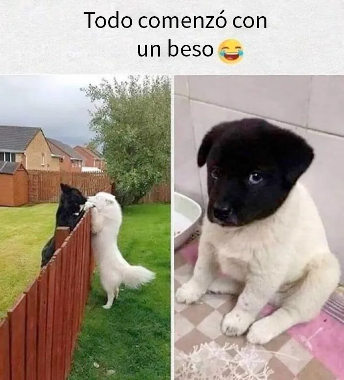 20 Fotos de animales que estaban destinadas a convertirse en memes