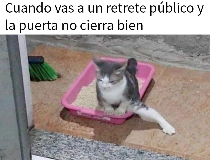 20 Fotos de animales que estaban destinadas a convertirse en memes