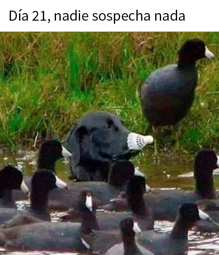 20 Fotos de animales que estaban destinadas a convertirse en memes