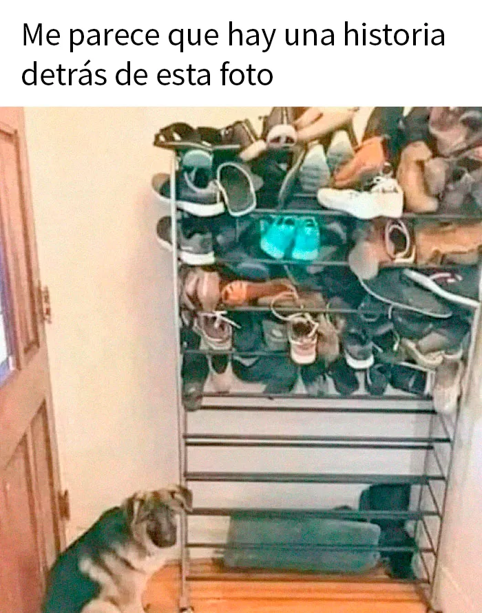 20 Fotos de animales que estaban destinadas a convertirse en memes