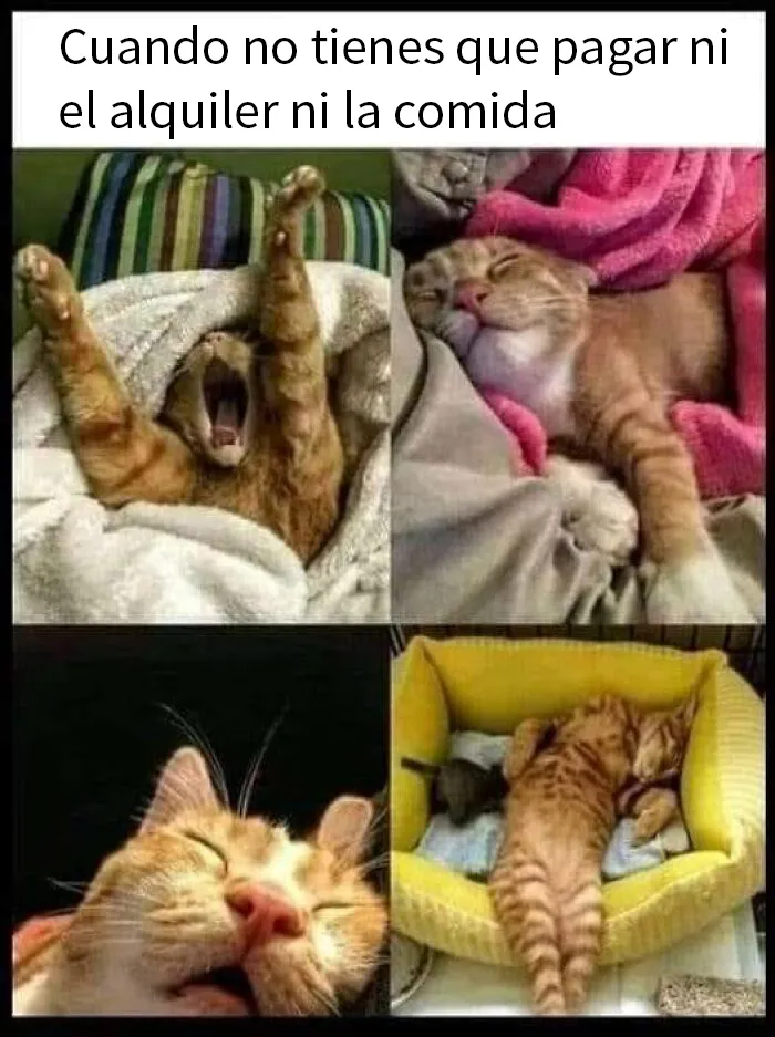 20 Fotos de animales que estaban destinadas a convertirse en memes