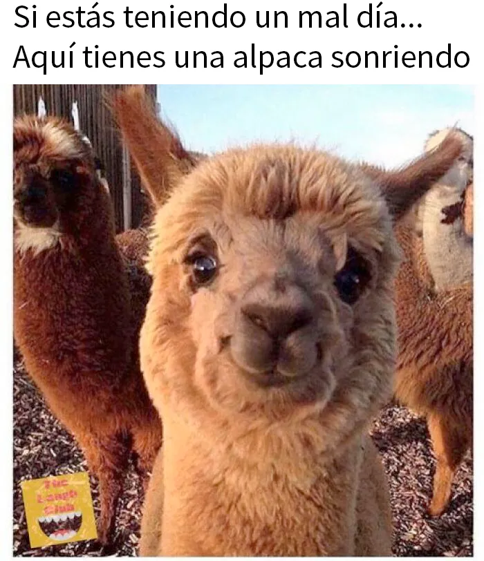 20 Fotos de animales que estaban destinadas a convertirse en memes