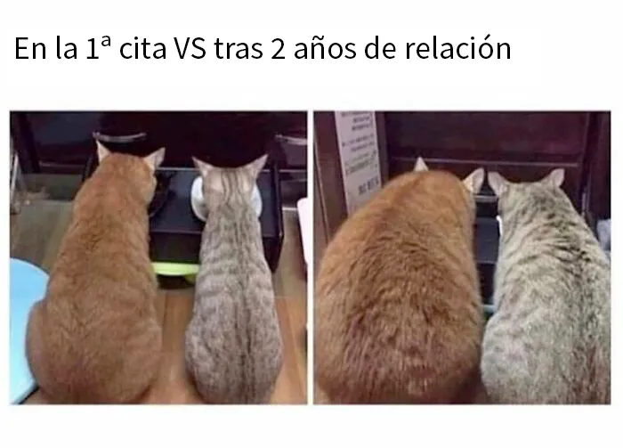 20 Fotos de animales que estaban destinadas a convertirse en memes