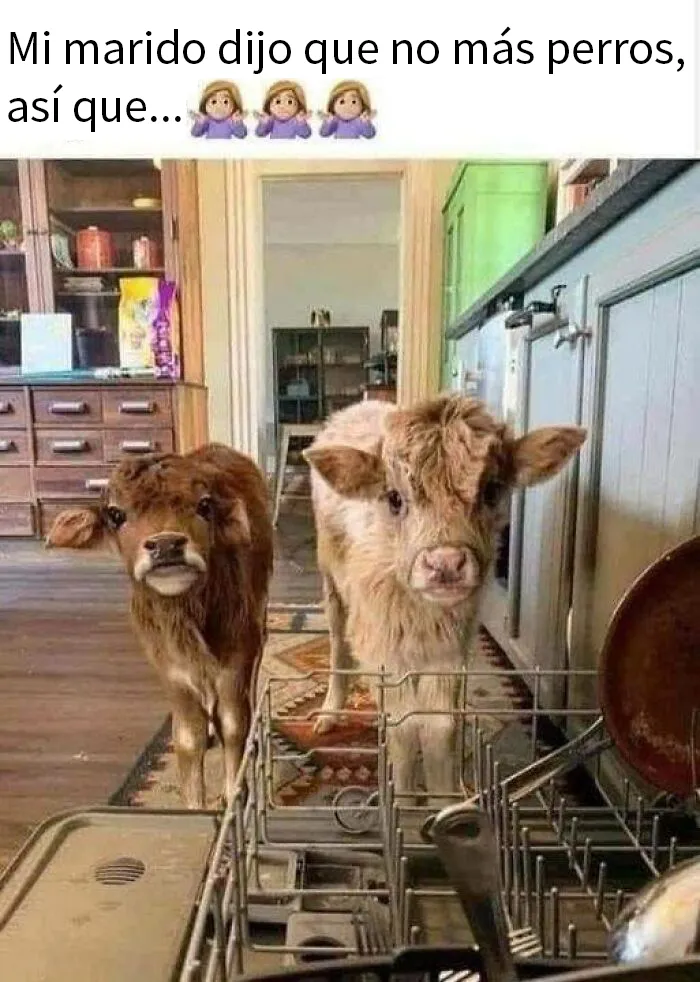 20 Fotos de animales que estaban destinadas a convertirse en memes