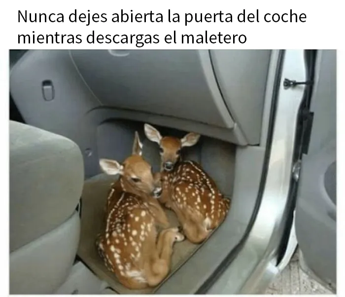20 Fotos de animales que estaban destinadas a convertirse en memes