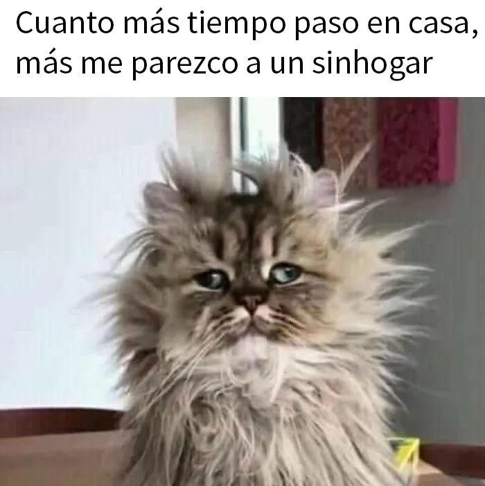 20 Fotos de animales que estaban destinadas a convertirse en memes