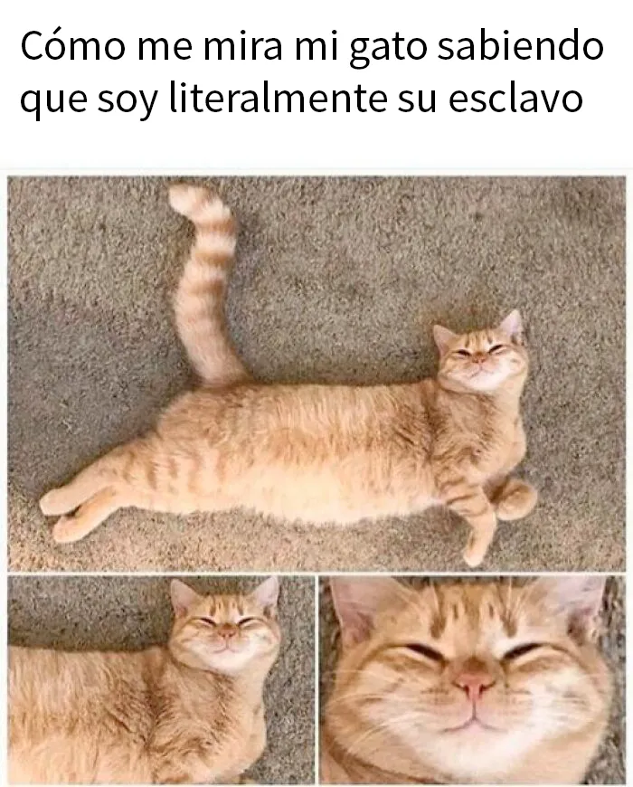 20 Fotos de animales que estaban destinadas a convertirse en memes