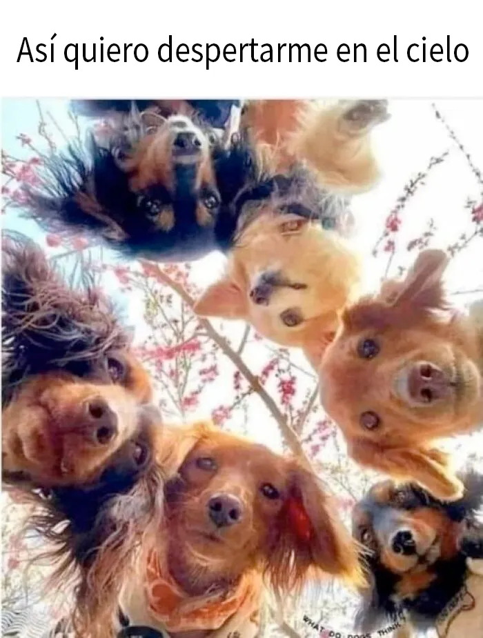 20 Fotos de animales que estaban destinadas a convertirse en memes