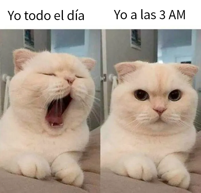20 Fotos de animales que estaban destinadas a convertirse en memes
