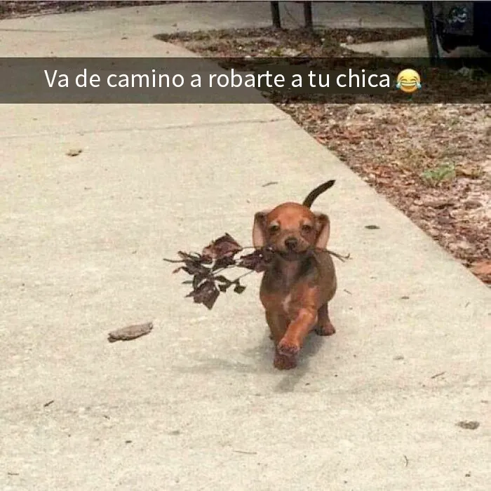 20 Fotos de animales que estaban destinadas a convertirse en memes