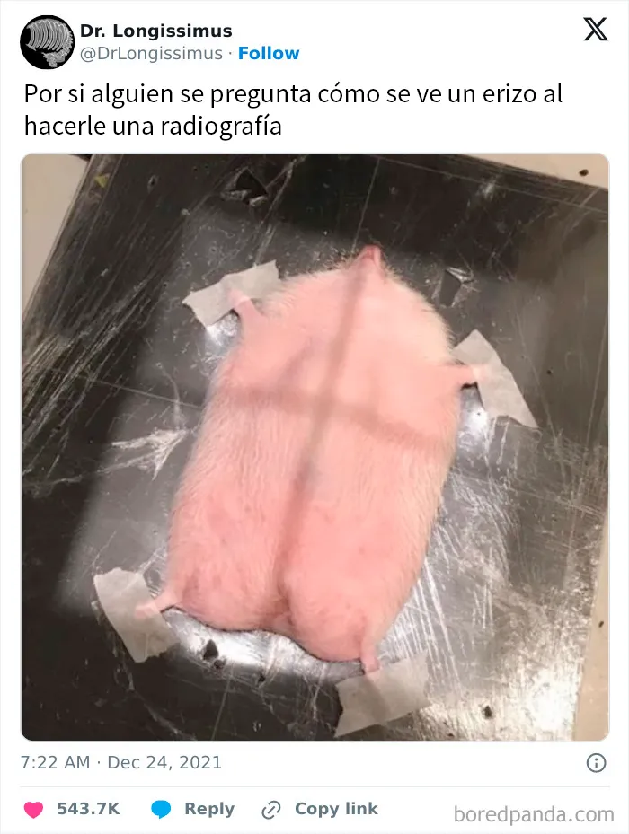 20 Divertidos memes y publicaciones para animarte el día