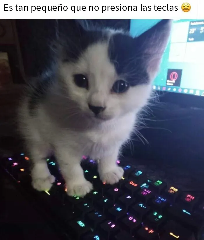 25 Memes de gatos tan divertidos como adorables (nuevas imágenes)