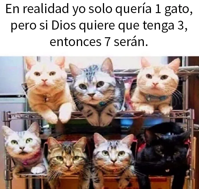 25 Memes de gatos tan divertidos como adorables (nuevas imágenes)