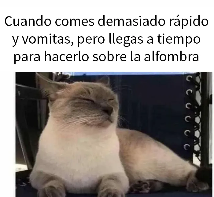 25 Memes de gatos tan divertidos como adorables (nuevas imágenes)