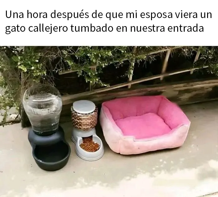 25 Memes de gatos tan divertidos como adorables (nuevas imágenes)