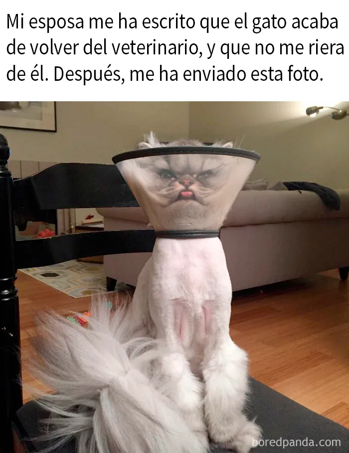 25 Memes de gatos tan divertidos como adorables (nuevas imágenes)