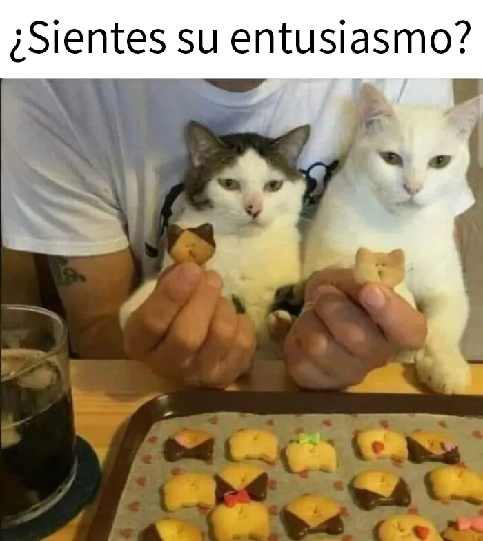 25 Memes de gatos tan divertidos como adorables (nuevas imágenes)