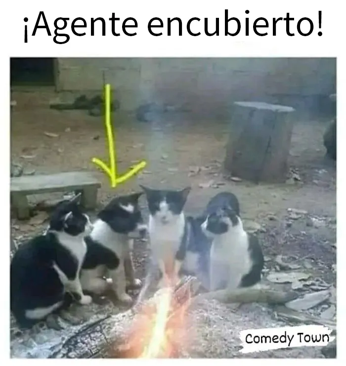 25 Memes de gatos tan divertidos como adorables (nuevas imágenes)