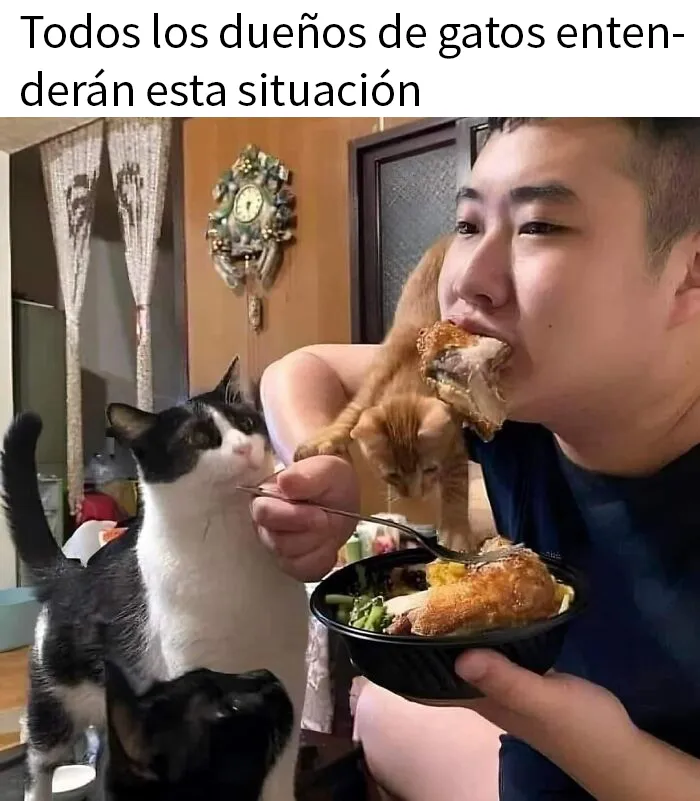 25 Memes de gatos tan divertidos como adorables (nuevas imágenes)