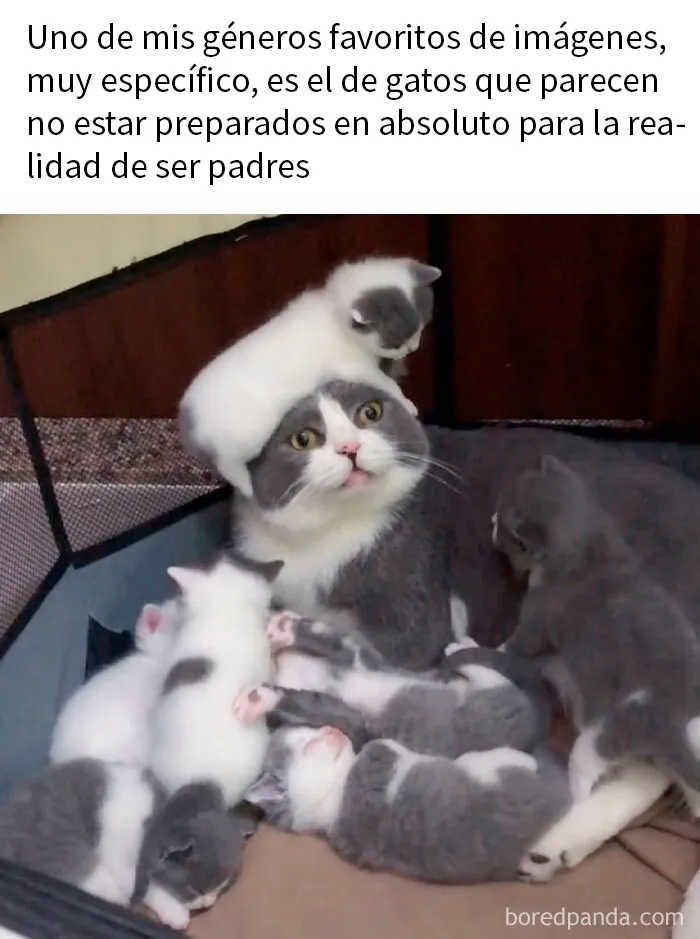 25 Memes de gatos tan divertidos como adorables (nuevas imágenes)