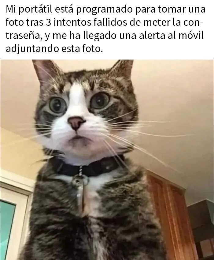 25 Memes de gatos tan divertidos como adorables (nuevas imágenes)