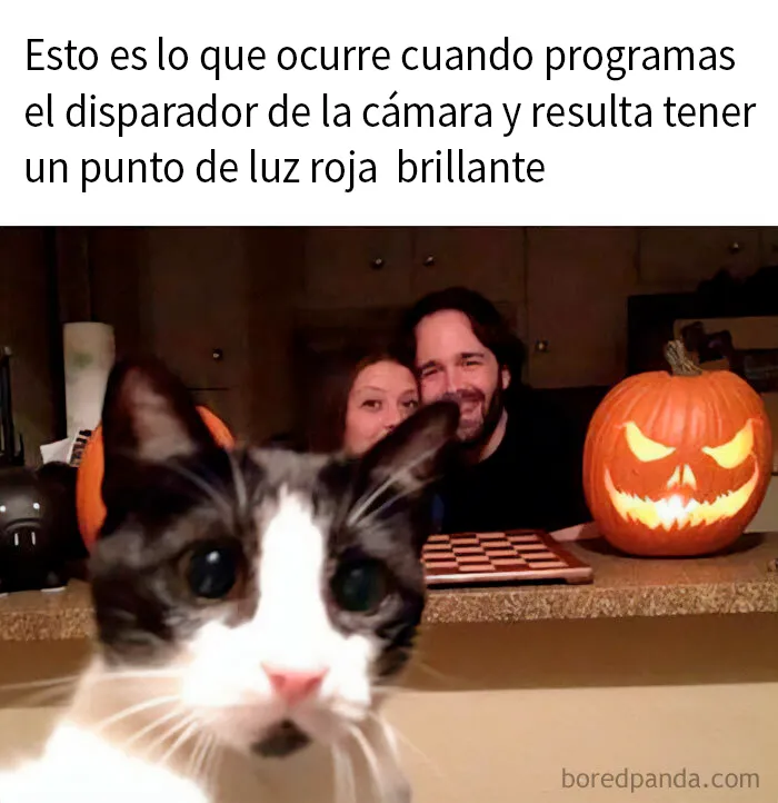 25 Memes de gatos tan divertidos como adorables (nuevas imágenes)