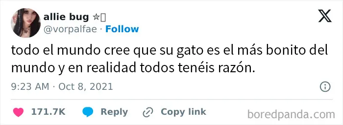 25 Memes de gatos tan divertidos como adorables (nuevas imágenes)