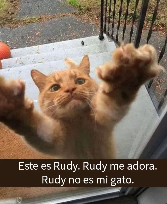 25 Memes de gatos tan divertidos como adorables (nuevas imágenes)